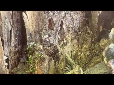 Lots of Termites Found in Tree Stump in Oceanport, NJ