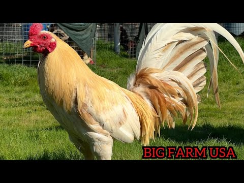 Beautiful Feeding Time Free Range - Big Farm Frank Brizuela PUMPKIN FARM