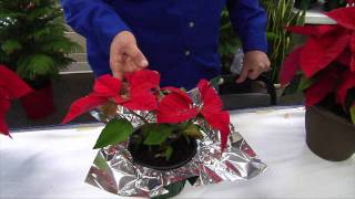 preview picture of video 'Gardening Guide #32: Poinsettias'