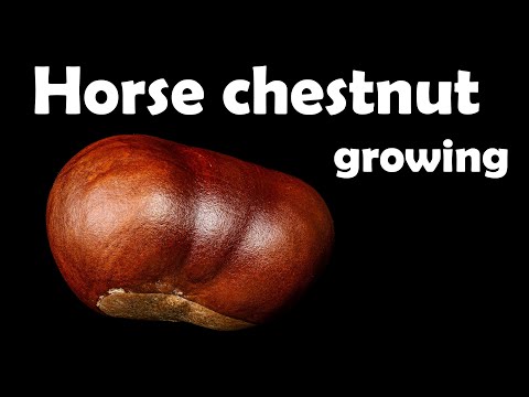 Horse chestnut tree seedling growing from seed - time lapse [4K]