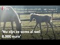 Prijzen voor paarden door het dak door corona | RTV Utrecht