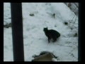 Cute Stray Cats in the Snow.wmv 