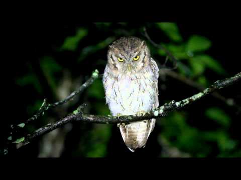 RE: Gigante, Mediana y PequeÃƒÂ±a !!!!!