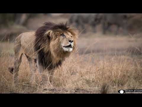 Top News - Shuhet ‘Scarface’ në Kenia/ Luani më i vjetër dhe më injohur në vendin afrikan