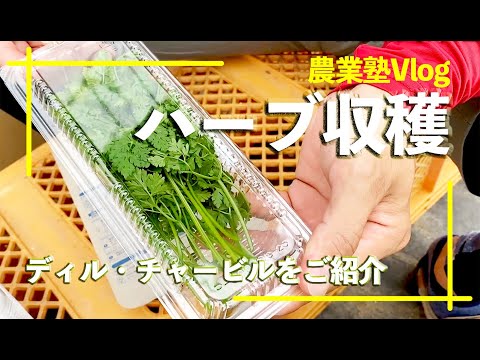 園芸 栽培チャービル、コモンチャービル