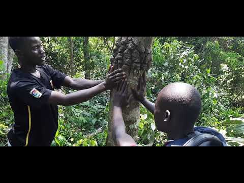 OMUTI GWA KABAKA NDAWULA