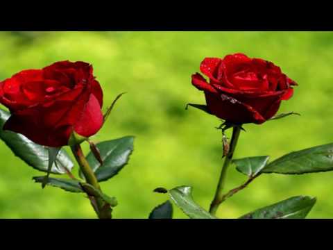 Bienvenido Amor (La Primavera) - Palito Ortega