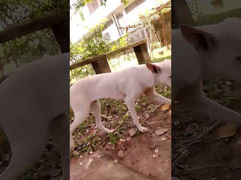 Cute funny dog😆🤩#funny #cute #animals #pets #asmr #love #play #flowers #happy