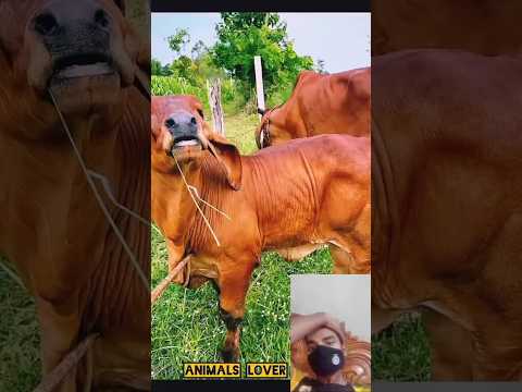 sabbir  morol  agro#  গরু#cow #bull #animals #tranding #cowlover #goro   agro#farming