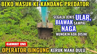 Download lagu It's incredible how a beko entered the Kali Wadas predator enclosure. MANG ANO was confused about... mp3