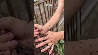 Download lagu Once Upon a Time – Animal Transformed Forever! 👻😱 | #shorts mp3