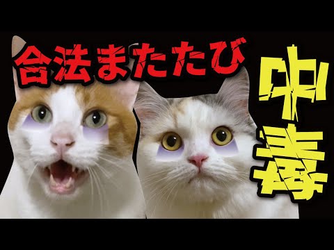 中毒になってしまった猫たちがこちら…【関西弁でしゃべる猫】【猫アテレコ】