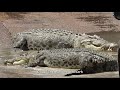 Lyndon S Crocodile Diaries Big Sunday At Cahill S Crossing