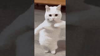 Cat i just get so nervy