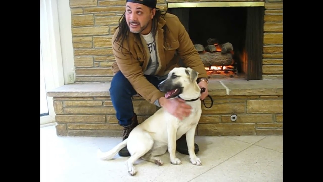Enlarge Zoey, a ADOPTABLE mixed breed in White Plains, NY video 5/5