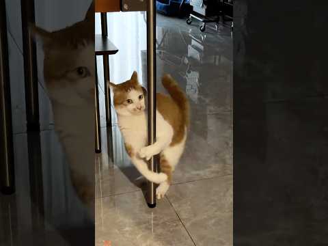 Confusing behavior of cats 🐱 #cat #catvideos #funny #mycat #love