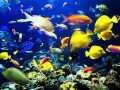 Memories of the seas - Arnica Montana.wmv 