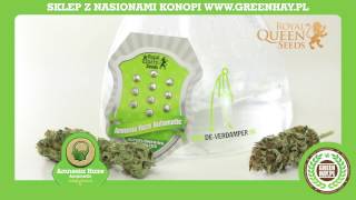 Royal Queen Seeds - Auto Amnesia Haze Recenzja [ENG]