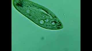 Paramecium