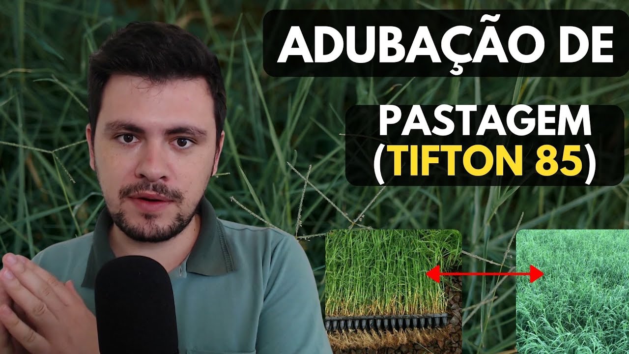 Adubação de PASTAGEM (TIFTON 85) Exemplo da consultoria AgroBrasil