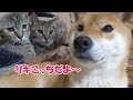 子猫が来ない時は柴犬から♪あのツンデレ柴犬も…shiba inu is snuggle up to the kitten