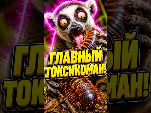 Лемур: Главный токсикоман Мадагаскара, который ловит кайф на ветке!