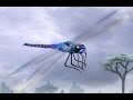 BiOLOGY 5th Video Planet Of Life The Insect World