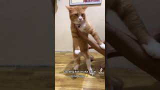 Download lagu Virallllllll kucing goyang saya masih ting-ting #viral mp3