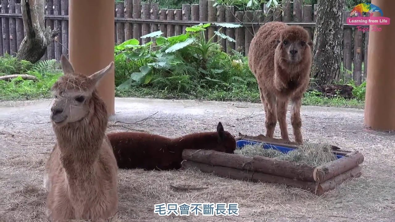 [影] 動物園抗熱大作戰！棕熊泡水、象龜沖涼