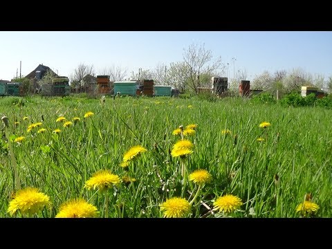 ПАСИКА НА ПОЗЕТИВЕ !!!