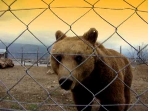 Link i medo   Restaurant   MACOLA