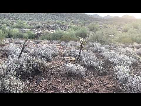 Coyote shotgun kill calling in Arizona