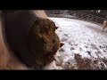 Horse Poop