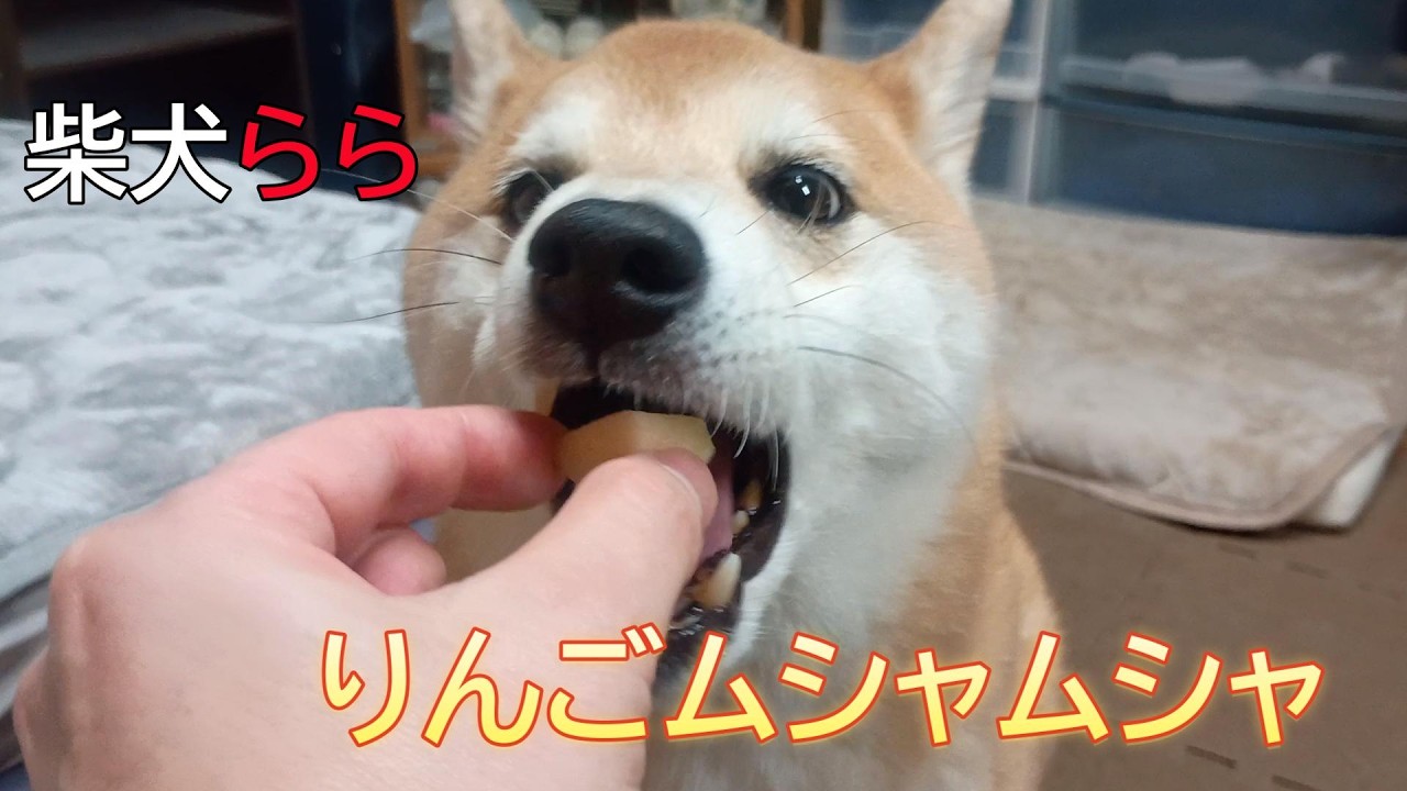 りんごムシャムシャ