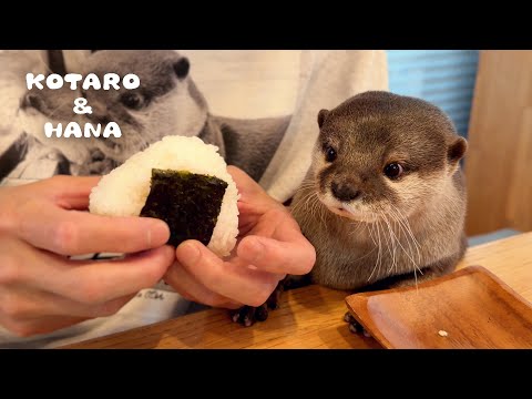 カワウソのとなりで一緒におにぎり食べる父ちゃん　Otters Eating Rice Balls with Dad