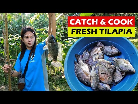 Catch & Cook  Fresh Tilapia - Tilapia Fishing