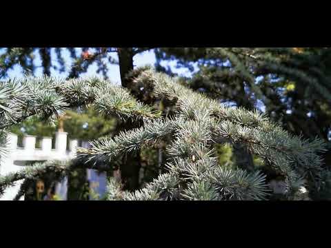 cedrus Atlantica - κέδρος του Άτλαντα. EEDB TV.