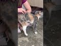 Mimi