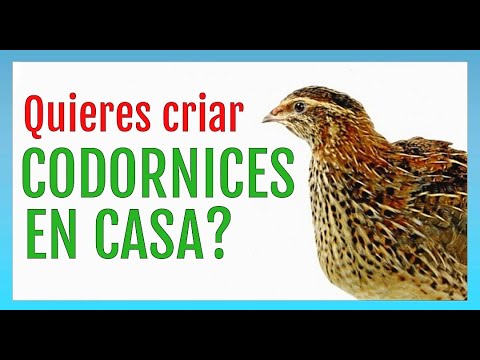 , title : 'Cómo CRIAR CODORNICES en casa'