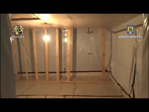 Solarii cu CANNABIS descoperite într-o zonă izolată din Șerani. Patru persoane au fost reținute