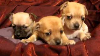 petit chausette f bordeaux 001.AVI