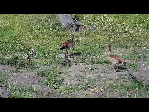 Djuma: Egyptian Goose parent gets upset as two of seven goslings linger behind - 16:15 - 01/03/20