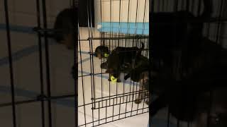 Video preview image #4 German Shepherd Dog-Siberian Husky Mix Puppy For Sale in LOS GATOS, CA, USA