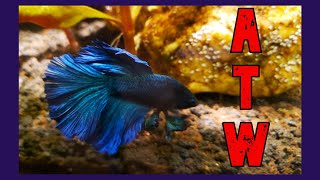 "Around The World" Update On My Fish Room (10/19/23)