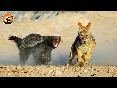 Savage Predators Battle for Survival in the Wilderness | Animal Documentary