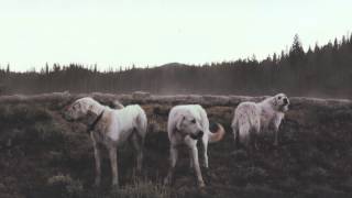 Foxing / Den Mother [HD]