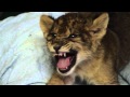 Lion Cub Gives Us His Best Roar 