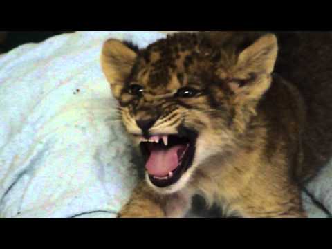 Lion Cub Gives Us His Best Roar