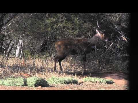 Bushbuck horans almost touch
