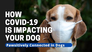 How Covid-19 Is Impacting Your Dog